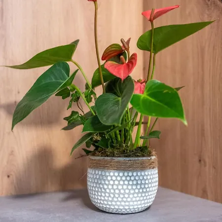 Edi Inkl Silvretta Premium Summercard *